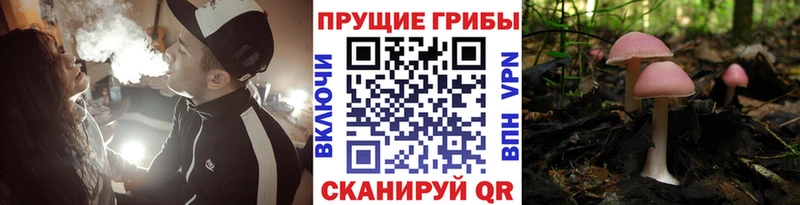 закладки  Болгар  Галлюциногенные грибы мицелий 